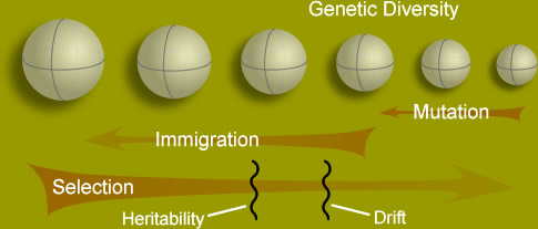 Selection reduces genetic diversity and is opposed by mutation, immigration, heritability, and drift.